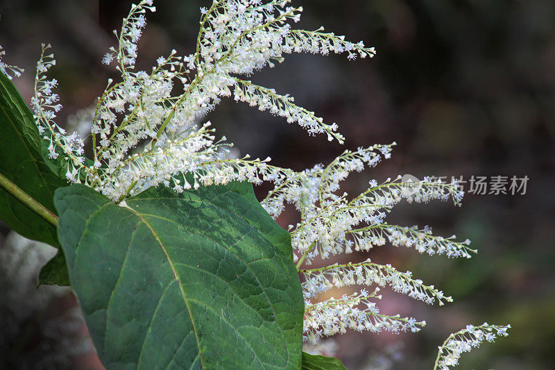 日本Knotweed (reynouia japonica)入侵杂草